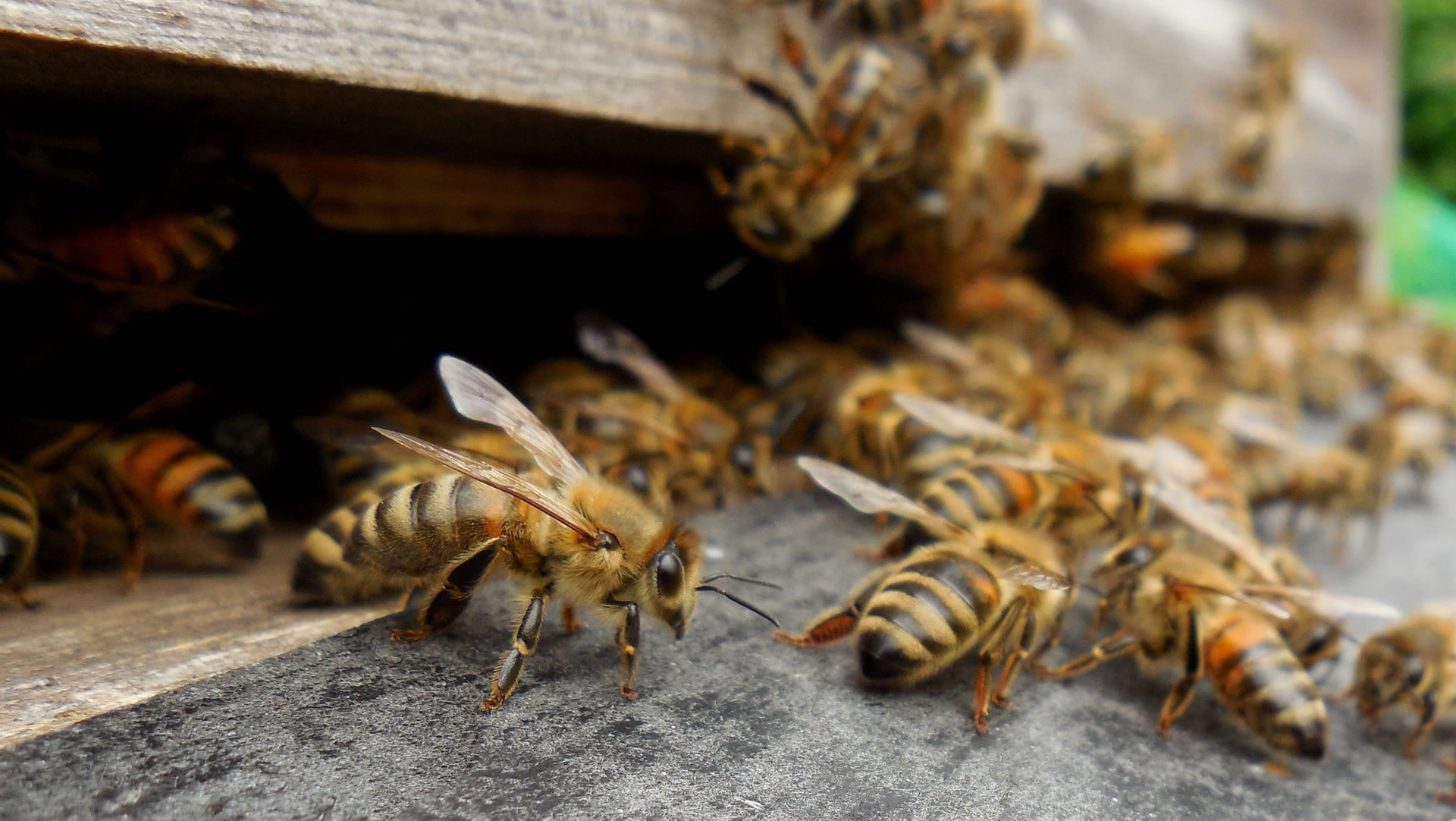 Bienenmärtyrer